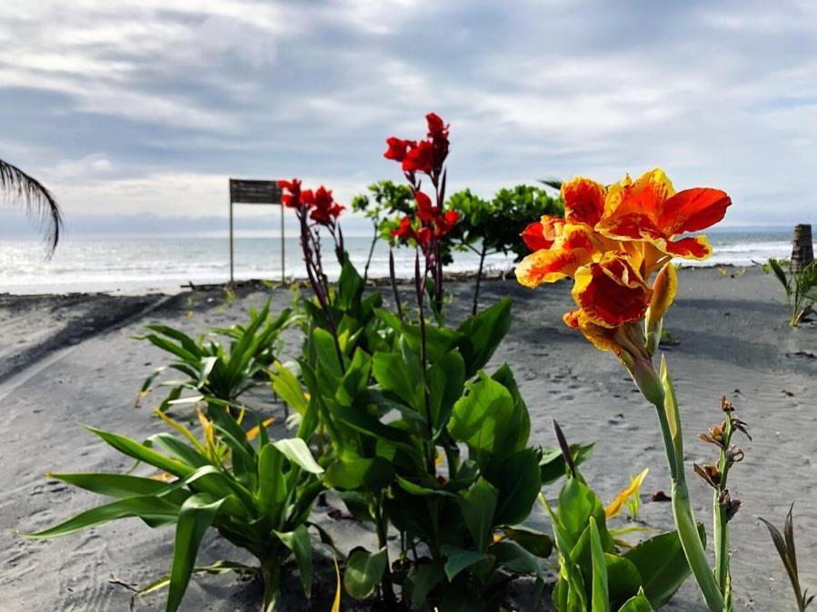 Seaside Garden Ecolodge モンピチェ エクステリア 写真